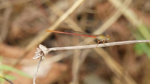 Réf. 179 741 : Ceriagrion sp.